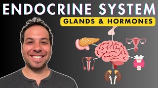 GCSE Biology Revision quotThe Endocrine Systemquot [upl. by Syd]