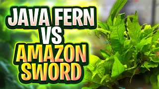 Java Fern vs Amazon Sword  Whats The Best Plant For Your Planted Aquarium Tank [upl. by Mareld]