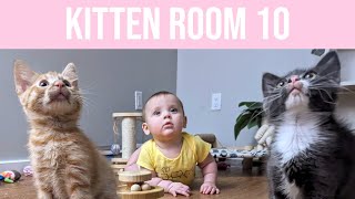 Kitten Room 10 Day 95  Graffiti and Sweet Potato send off [upl. by Bakki630]