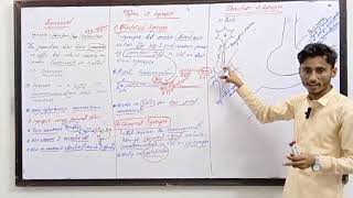 Synapse  Types of synapse  Mechanism of synapse Nervous System biologyclass12 mdcat [upl. by Aihseket]