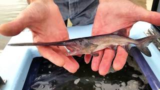 Paddlefish Stocking  NDGNF [upl. by Llerrah]