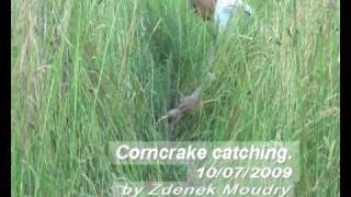 Corncrake for web [upl. by Alissa]