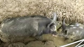 Wallowing Pigs and checking on our Buck Roscoe [upl. by Ppilihp]