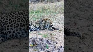 Leopard 🐆 roaranimalsoudsmammalswildlifemamatv [upl. by Goodhen]