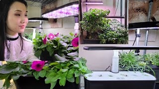 Which Aerogarden System To Buy  Sprout Harvest Bounty or Farm [upl. by Nitsraek]