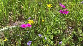 Texas Bluebonnets Indian Paintbrushes amp wildflowers 2019 [upl. by Shirlee291]