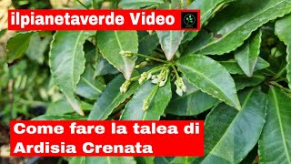 Come fare la talea di Ardisia Crenata [upl. by Balliett]