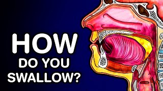 SWALLOWING OR DEGLUTITION  ANATOMY AND PHYSIOLOGY [upl. by Atelahs]