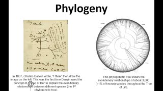 Phylogeny and Taxonomy [upl. by Akcirahs]