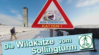 Die Wildkatze vom Sollingturm  Wanderung  Uslar  Lunauborn [upl. by Willetta]