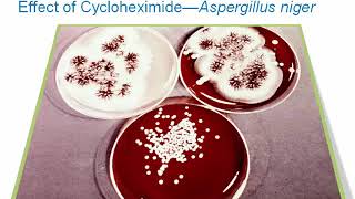 Introduction to Clinical Mycology Part 3 Hot Topic [upl. by Michelle]