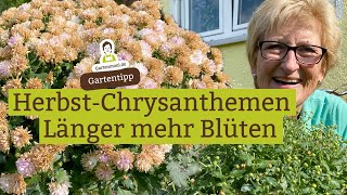 HerbstChrysanthemen  So blühen sie viel länger [upl. by Ettedranreb]