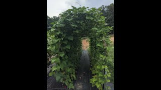 ElectroCulture Gardening With Wire Baskets electroculture homestead nofertilizer organic [upl. by Atonsah263]