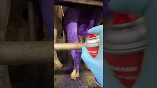 Disinfecting the udder in a cow [upl. by Anua]