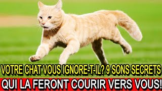 Votre chat vous ignoretil 9 sons secrets qui la feront courir vers vous [upl. by Barbabas]