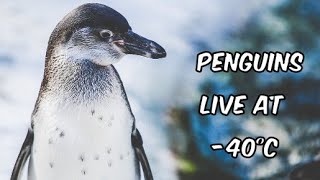 How Do Penguins Stay Warm in 40°C Temperatures  Penguins Survival At Extremely Low Temperatures [upl. by Eenoj86]