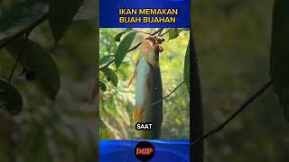 Ikan Pemakan Buahikan shorts [upl. by Pittman]