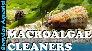 Best Cleanup Crew For Macroalgae Saltwater Planted Reef [upl. by Ecnarretal]