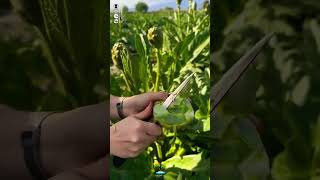 fresh vegetable harvesting and cutting beautifully agriculture satisfying short [upl. by Imoyaba]