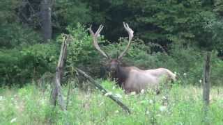 Bull Elk near Benezette Pennsylvania [upl. by Notsgnik752]