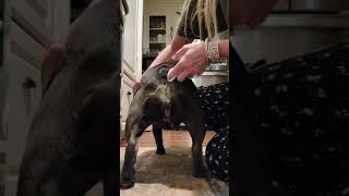 How to properly clean a french bulldogs tail pocket [upl. by Ecadnac904]