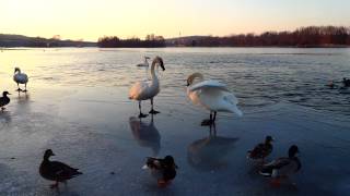 Trumpeter Swans Chase Young Juvenile Trumpeter [upl. by Niajneb]