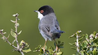 Occhiocotto  Sardinian warbler Sylvia melanocephala [upl. by Rolat]