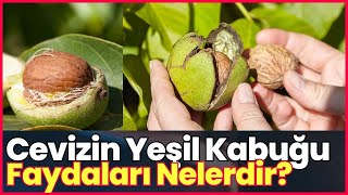 Cevizin Yeşil Kabuğunun Faydaları Nelerdir Ceviz Kabuğunun Faydalar [upl. by Pammie]