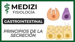 Clase 47 Fisiología Gastrointestinal  Principios básicos de la Secreción IGdoctorpaiva [upl. by Mail]