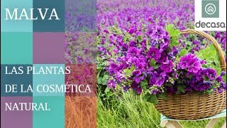 ¿Cuáles son los beneficios de la Malva  LAS PLANTAS DE LA COSMÉTICA NATURAL [upl. by Geffner]