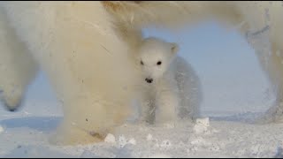 Polar Bear Films Cubs First Steps Outside of Den [upl. by Hnaht415]