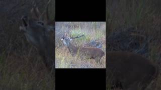 Red Deer Stag Calling Sounds During the Rut  Cervus elaphus Sounds [upl. by Ahsita725]