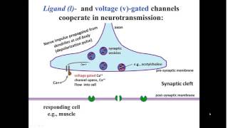 Ion Channels in Neurotransmission [upl. by Namso]