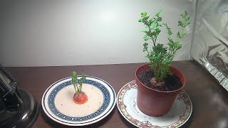 How To Grow Carrot Tops With Time lapse [upl. by Ayomat]