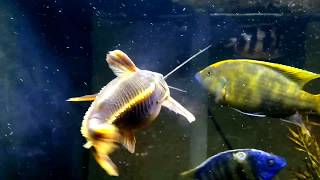 Venustus vs Large Rapahel catfish [upl. by Fawn]