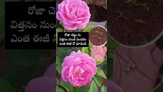 Easy to grow Rose plants from seeds youtubeshorts shortsyoutube rose garden [upl. by Kemp173]