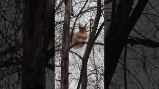 Белка Alpi семечки щелкает Squirrel Alpi sunflower seed is crunching Sincap Alpi çekirdek seviyor [upl. by Cresida]