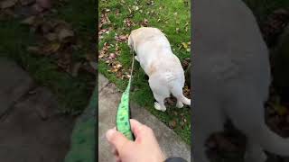 labradorretriever 14 year old yellow Labrador retriever Mulan sniffing the fall leaves [upl. by Kore233]