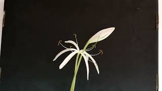 Crinum calamistratum [upl. by Scales]