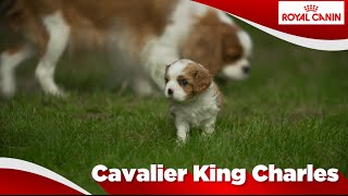 Cavalier King Charles Puppy [upl. by Neff898]