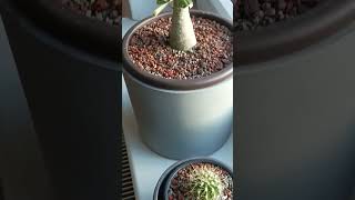 1x Pouštní růže Adenium obesum a 2x Saguaro Carnegiea gigantea vypěstované ze semen [upl. by Fielding]