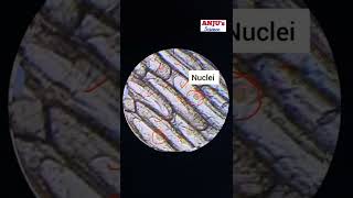 Onion Cells under Microscope shorts AnjusScience [upl. by Nanis695]