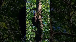 Pileated Woodpecker of Central Alberta asmr nature birdwatching [upl. by Assil]