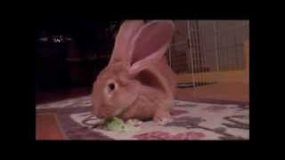 BABY FLEMISH GIANT RABBIT LOVES VEGGIES [upl. by Aneala213]