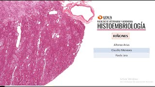 Histología de los riñones UDLA [upl. by Alitta]