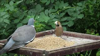 Hawfinch Portland Bird Observatory 7th July 2019 [upl. by Delsman299]