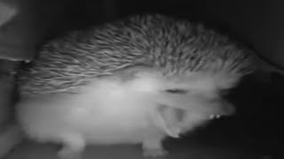 the hedgehog yawned sneezed farted at the same time 😦 [upl. by Lamaaj]