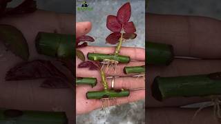 How to grow rose from cuttings best result of rose cutting growroses garden garden [upl. by Longfellow]