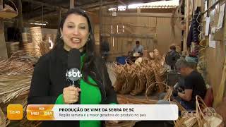 Serra Catarinense é a maior produtora de vime do país  Cotidiano  SCC MeioDia [upl. by Ina166]