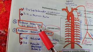 Intercostal Arteries  BD Chaurasias [upl. by Nannette]